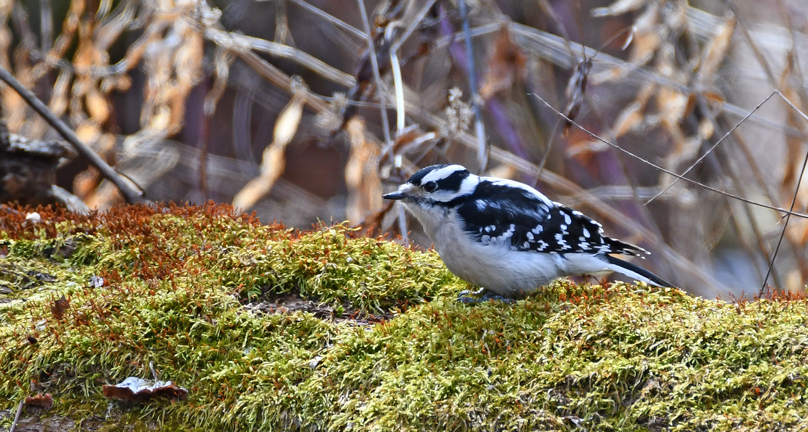 Photo: Birding1.png