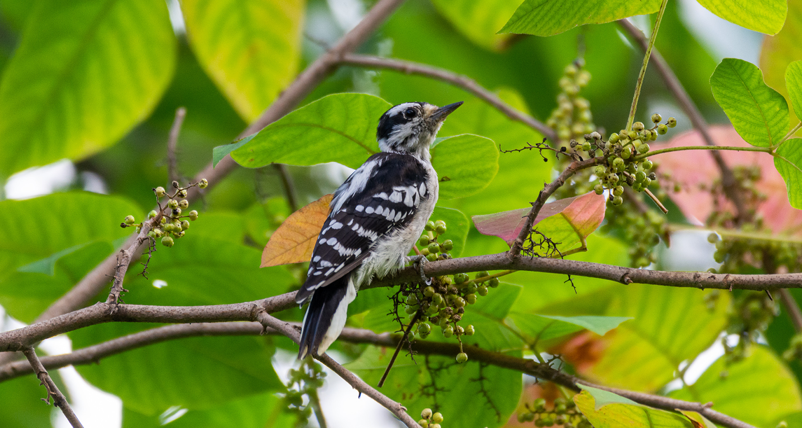 Photo: Birding4.png